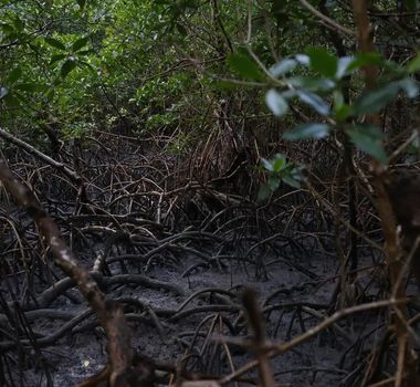 Imagem - Pará assume protagonismo em pacto global para proteger manguezais