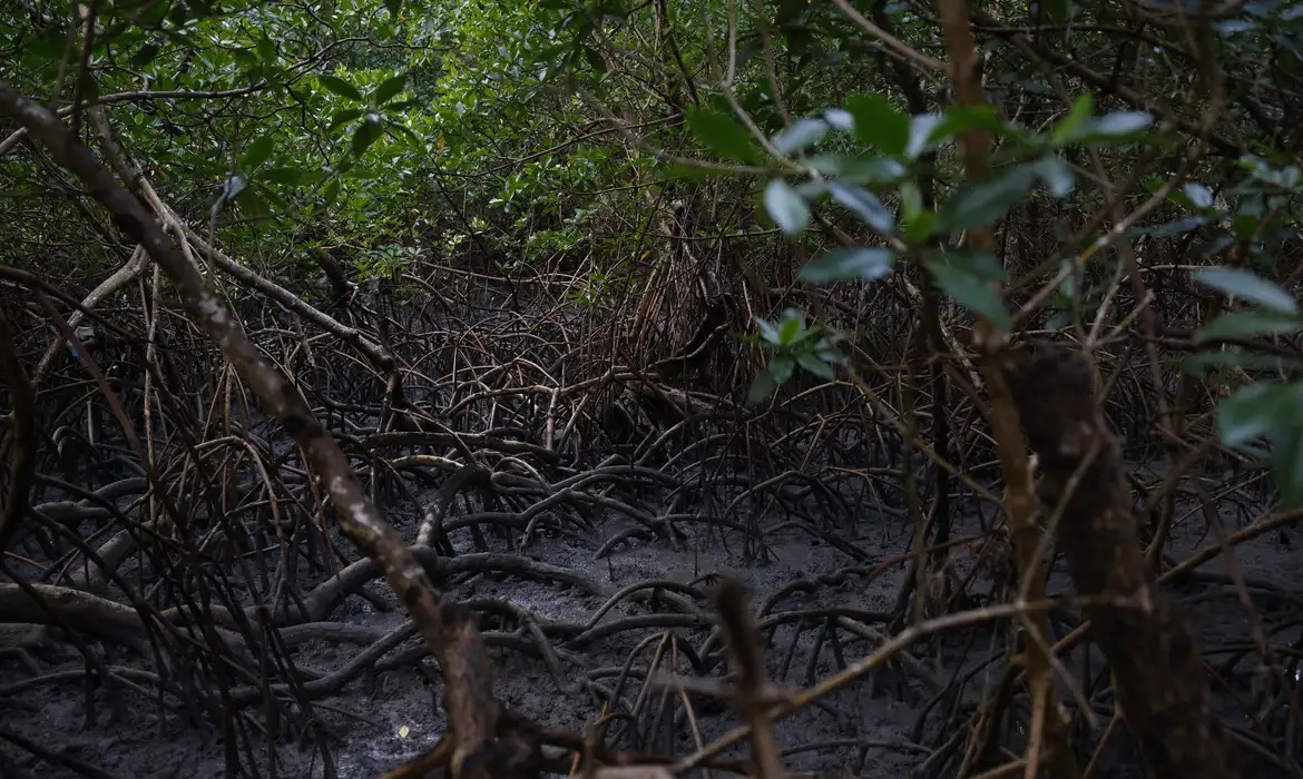 Estados fortalecem agenda climática com ações locais e integração