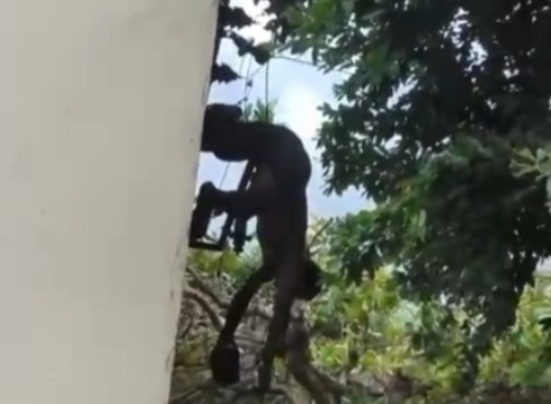 Imagem - Vídeo: homem tenta furtar cabos de energia e sofre descarga elétrica no Telégrafo, em Belém