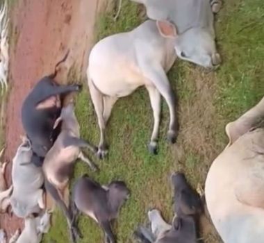 Imagem - Raio atinge fazenda e mata metade do rebanho em Trairão