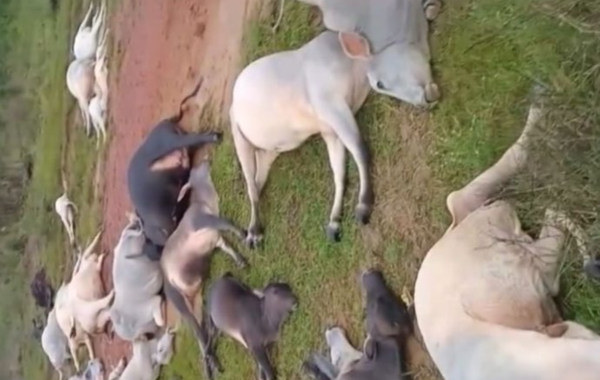 (Raio atinge fazenda e mata metade do rebanho em Trairão)