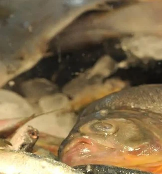 Imagem - Peixe fica mais caro nos mercados de Belém após cinco meses de queda nos preços