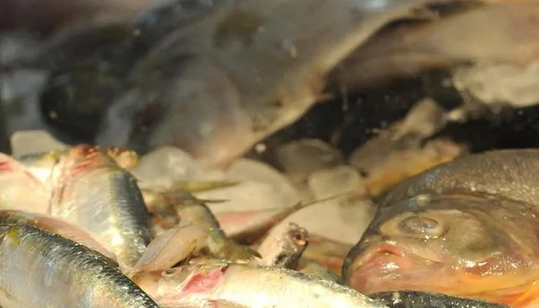 Peixe fica mais caro nos mercados de Belém após cinco meses de queda nos preços