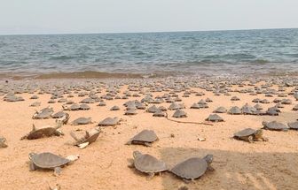 Tartarugas-da-Amazônia desovam em um dos maiores berçários naturais da América do Sul