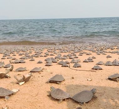 Imagem - Tartarugas-da-Amazônia desovam em um dos maiores berçários naturais da América do Sul