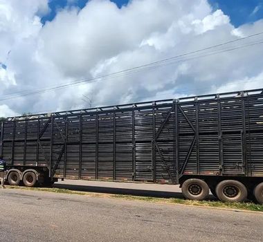 Imagem - Mais de 8 mil quilos de amêndoas de cacau e 100 cabeças de gado são apreendidos no Pará