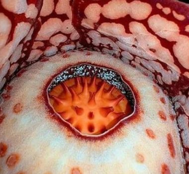 Imagem - Após 13 anos de buscas, cientistas encontram flor raríssima em floresta de Sumatra