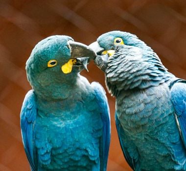 Imagem - Últimas ararinhas-azuis em vida livre são diagnosticadas com vírus letal