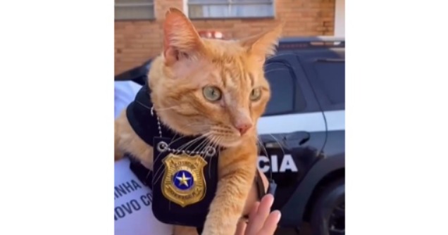 Com aproximadamente sete anos, o felino circula livremente pelo prédio e recebe carinho de quem encontra pelo caminho.