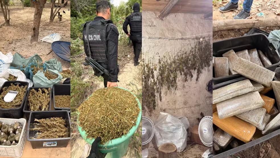 Polícia Civil encontra 'fábrica de maconha' no Pará.
