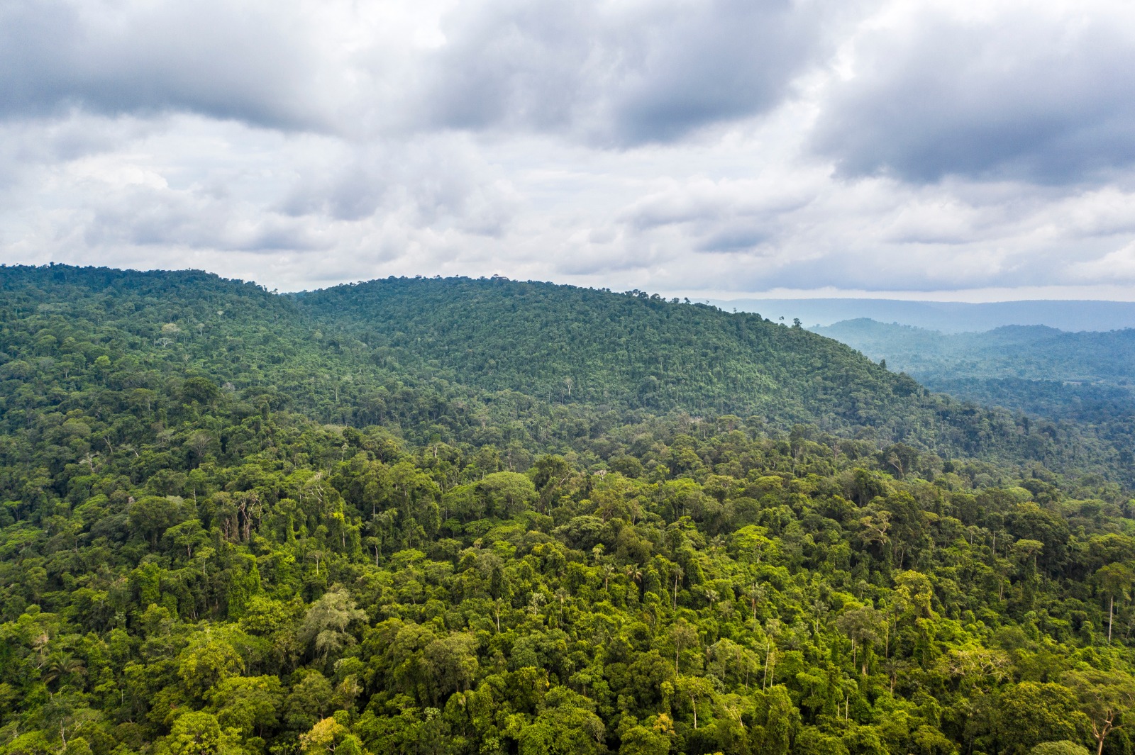 Floresta Nacional do Tapirapé-Aquiri é protegida pelo ICMBIo com o apoio da Vale e está situada entre três municípios paraenses.