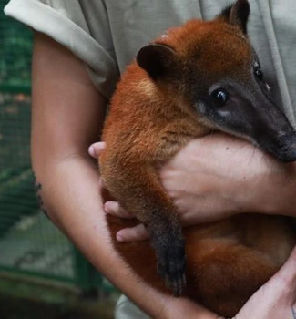 Imagem - Bosque Rodrigues Alves tem fim de semana com entrada gratuita e quati Nando como atração