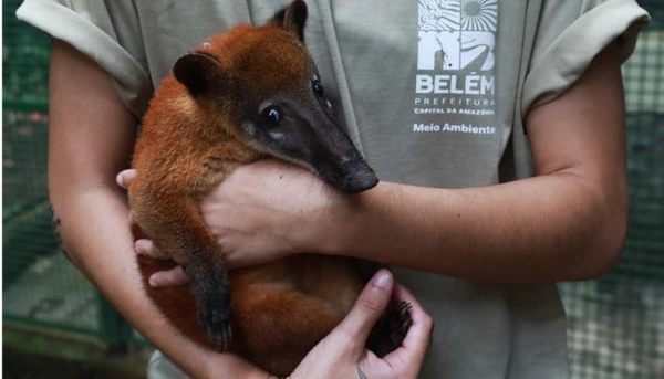 Bosque Rodrigues Alves tem fim de semana com entrada gratuita e quati Nando como atração