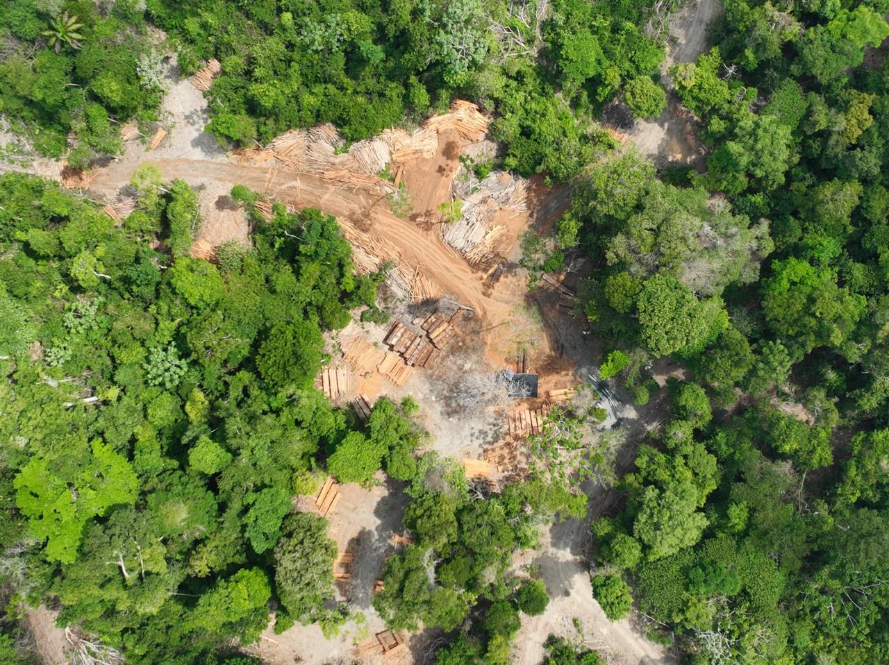 PF e IBAMA desativam serraria clandestina em área de desmatamento ilegal no Pará