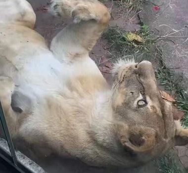 Imagem - Vídeo mostra leoa tranquila antes de ataque fatal em João Pessoa