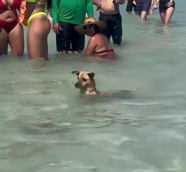 Imagem - Doguinho caramelo viraliza ao ser flagrado nadando como turista; assista