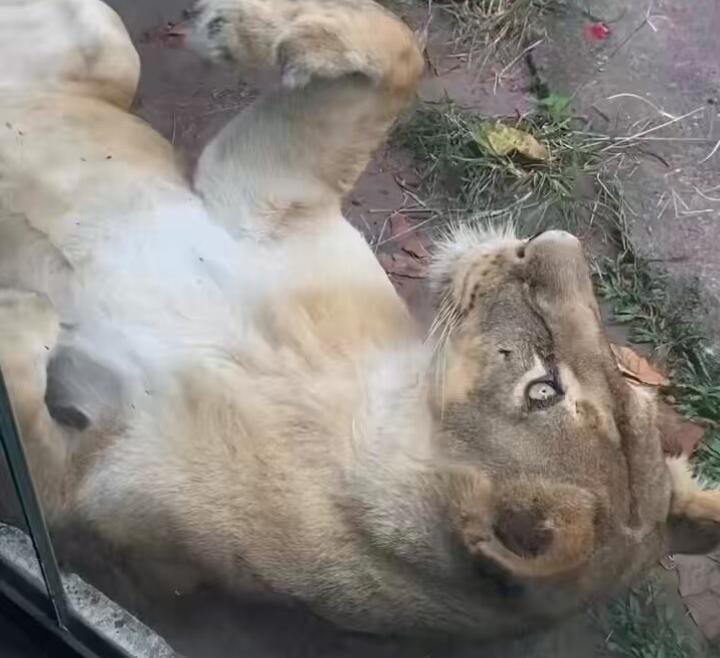 Imagem - Vídeo mostra leoa tranquila antes de ataque fatal em João Pessoa