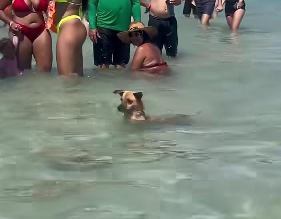 Momento viral repercutiu nas redes sociais -