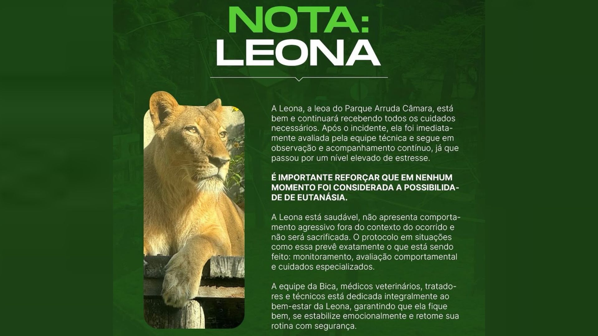 Imagem - Leoa não será sacrificada após morte de jovem em zoológico de João Pessoa