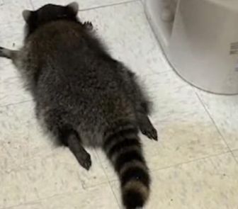 Imagem - Guaxinim invade loja, derruba garrafas e é encontrado 'apagado' após beber uísque nos EUA