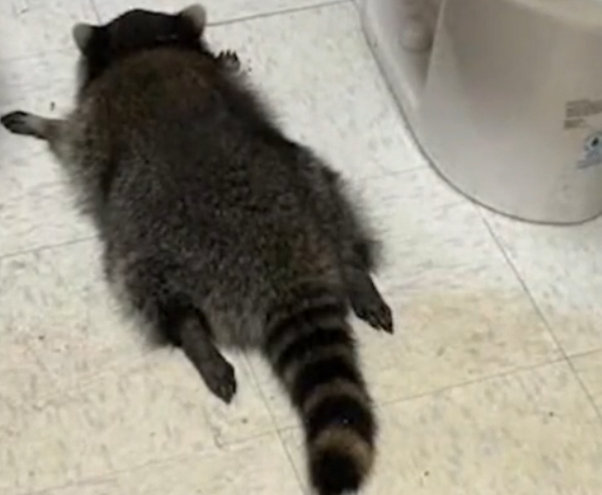 Guaxinim invade loja, derruba garrafas e é encontrado 'apagado' após beber uísque nos EUA