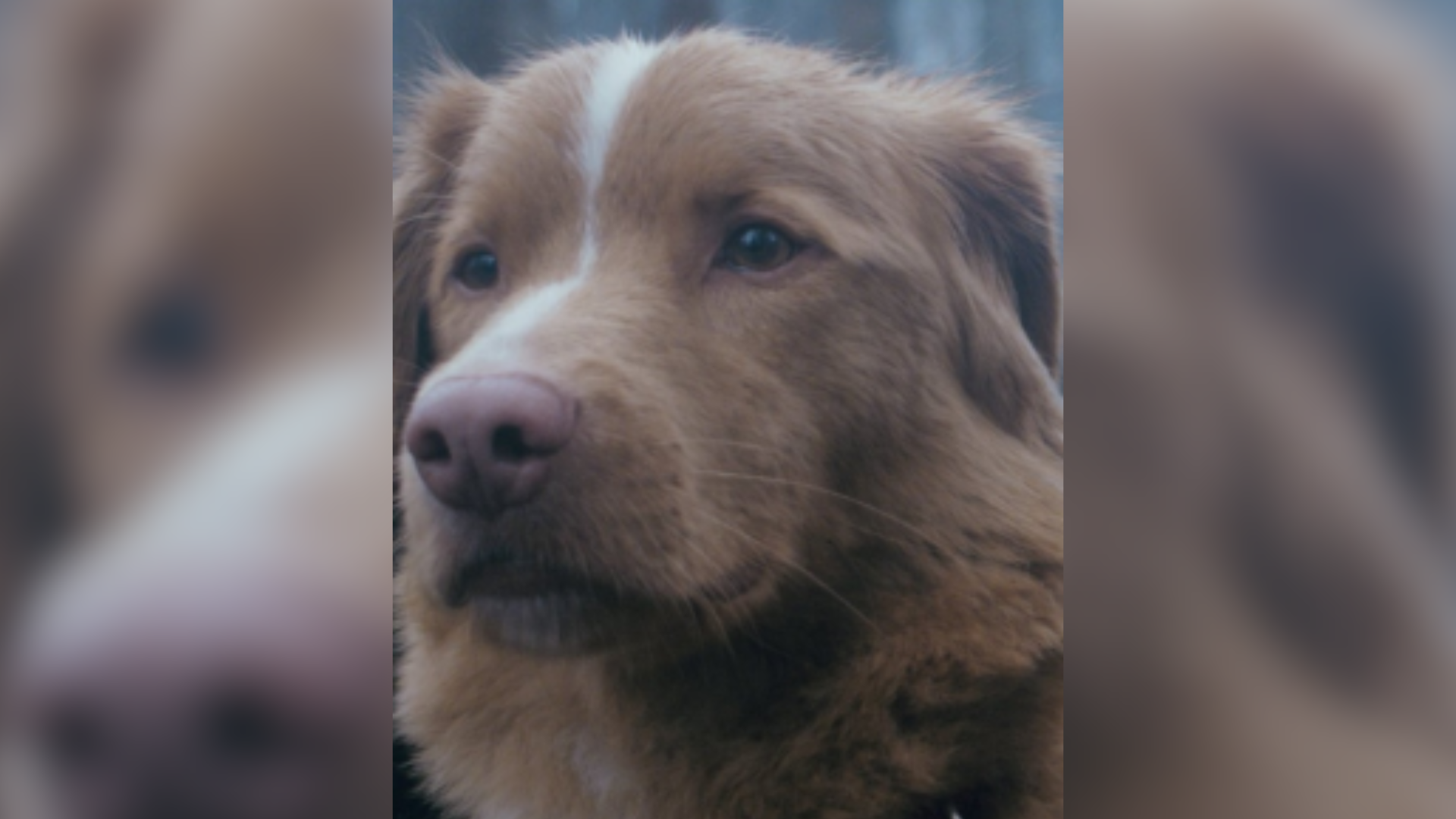 Indy, protagonista do filme que estreia em 2025, se torna o primeiro cão indicado a uma categoria tradicional de performance no Astra Film Awards