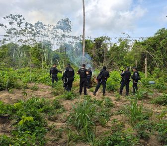 Imagem - Polícia Civil apreende cerca de 1.200 "pés" de maconha em operação no Pará