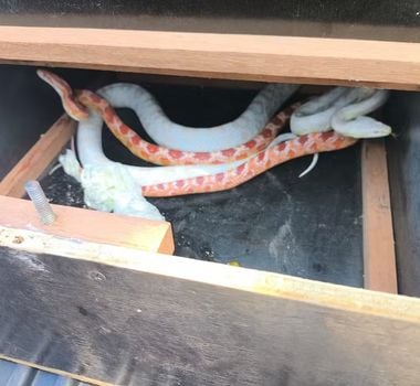 Imagem - Vídeo: serpentes exóticas são encontradas dentro de tênis em encomenda enviada pelos Correios