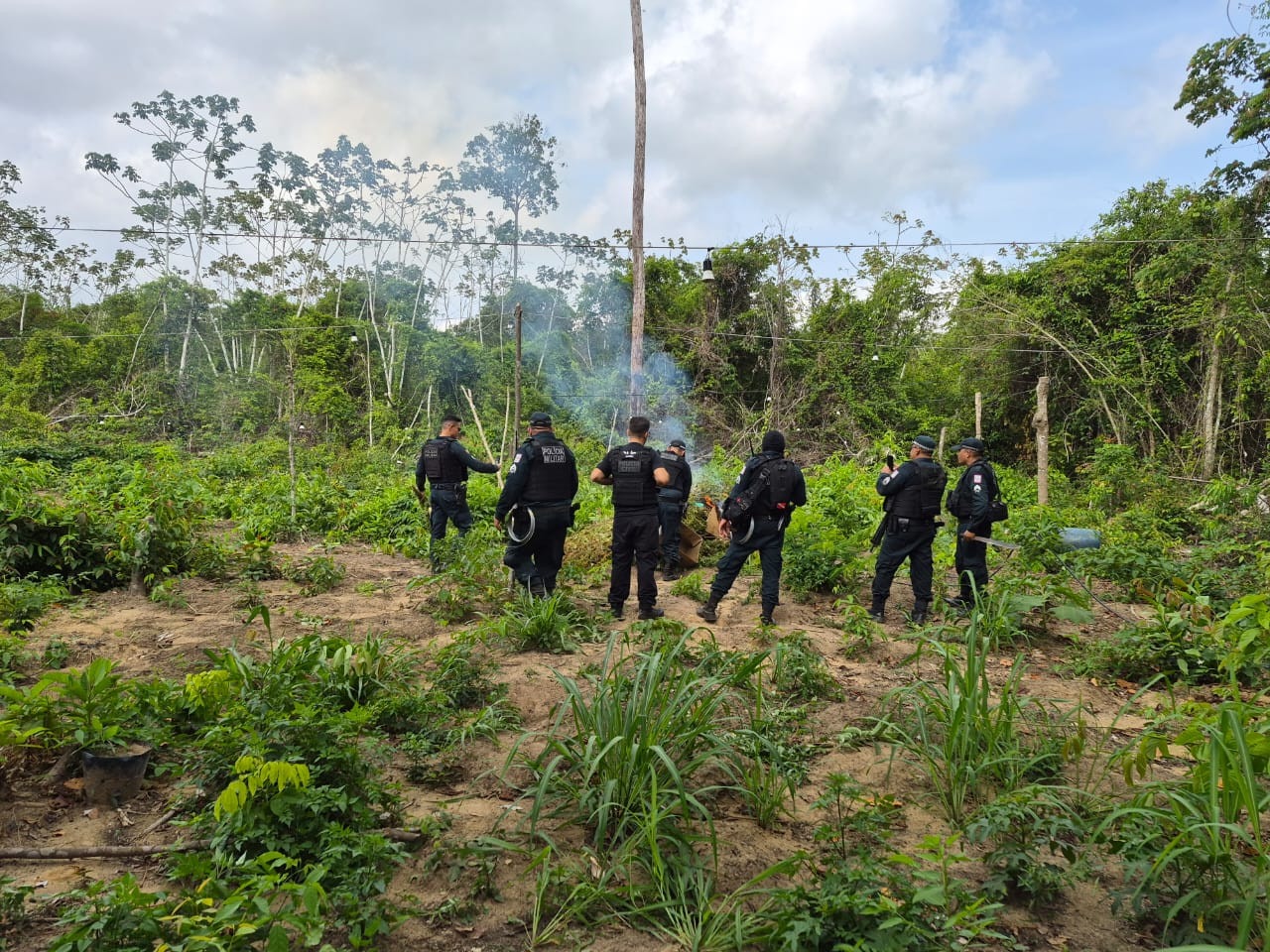 Imagem - Polícia Civil apreende cerca de 1.200 "pés" de maconha em operação no Pará