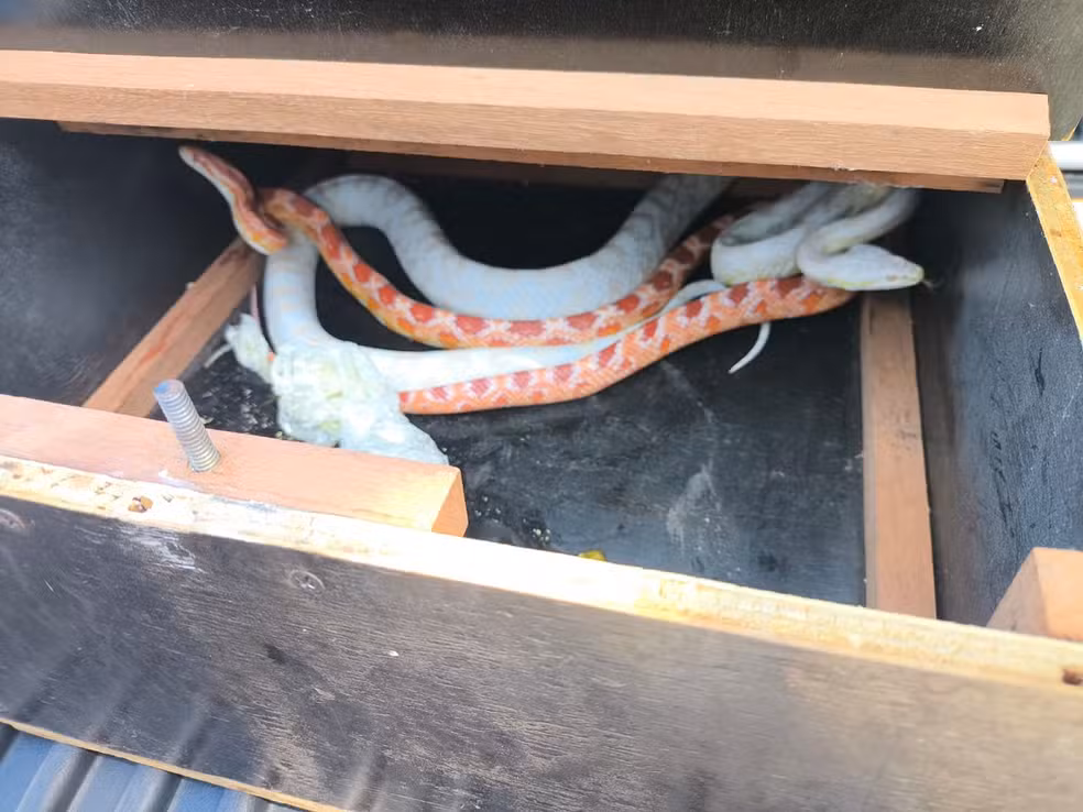 Imagem - Vídeo: serpentes exóticas são encontradas dentro de tênis em encomenda enviada pelos Correios