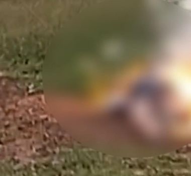 Imagem - Mulher morre eletrocutada após queda de árvore derrubar cabo de alta tensão no Amazonas