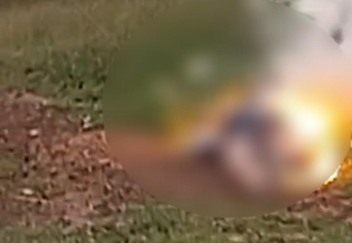 Mulher morre eletrocutada após queda de árvore derrubar cabo de alta tensão no Amazonas