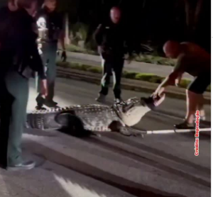 Imagem - Crocodilo gigante aciona alarme de casa e é capturado na Flórida