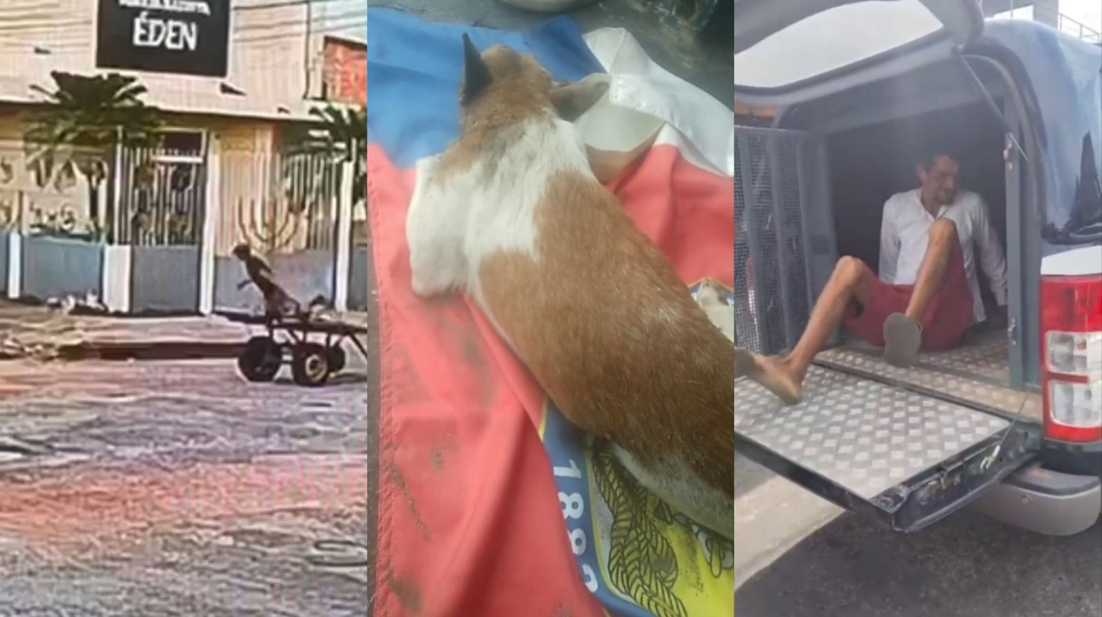 Um homem foi preso após agredir cachorro com uma pedrada na cabeça.