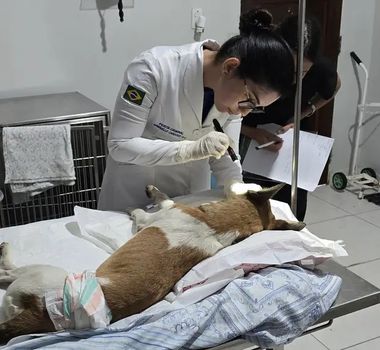Imagem - Cachorro apedrejado em Icoaraci está em estado grave e é periciado em Belém