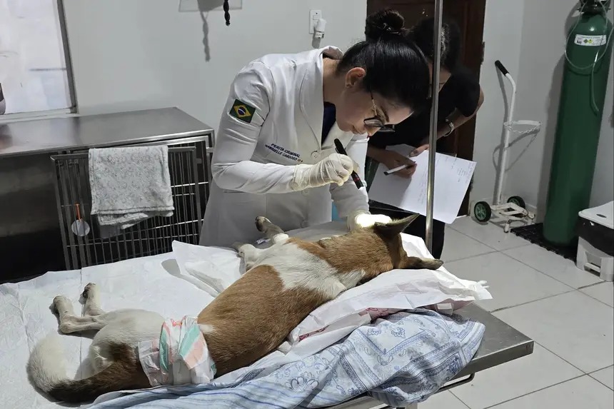 Cachorro que levou pedrada na cabeça em Icoaraci, realizou exame pericial.