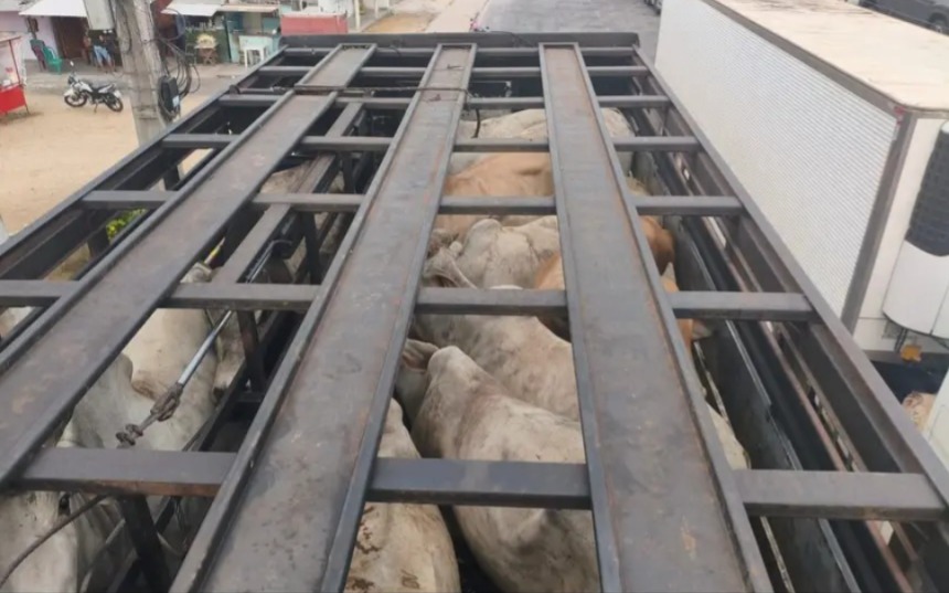 Sefa apreende 165 cabeças de gado em Cachoeira do Piriá.