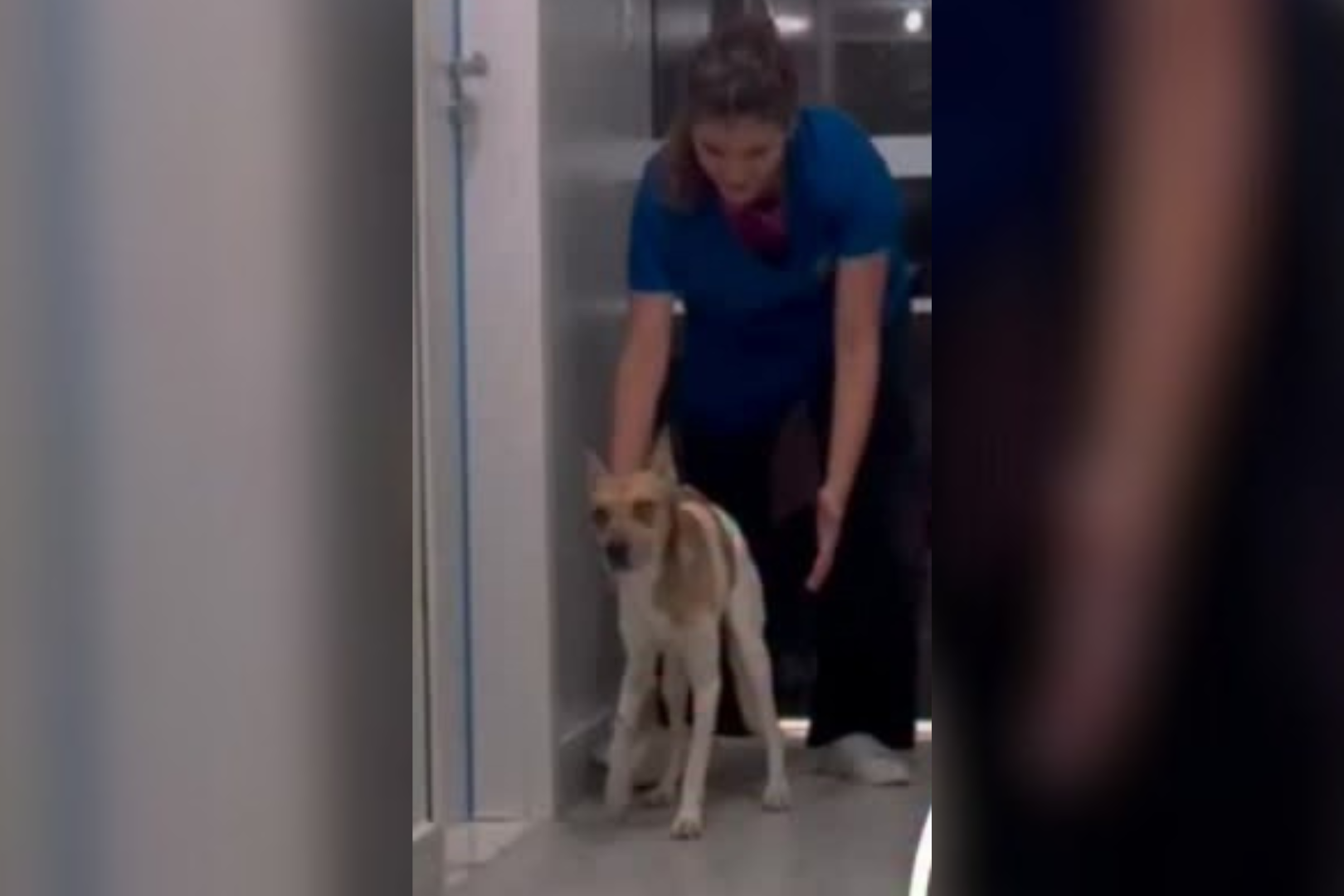 Cachorro recebendo auxílio durante recuperação -