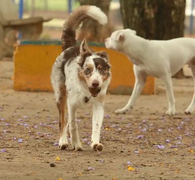 Imagem - Justiça determina que município no Pará estruture políticas de controle de zoonoses