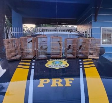 Imagem - Vídeo: aves silvestres são resgatadas durante fiscalizações na BR-422, no Pará