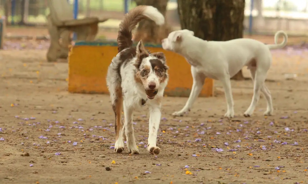 Cães em situação de rua.