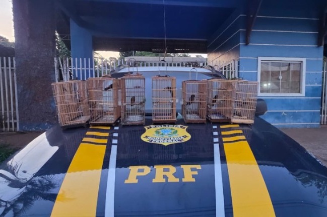 Gaiolas encobertas com sete aves silvestres resgatadas pela PRF.