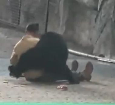 Imagem - Urso ataca tratador durante show em parque na China; assista