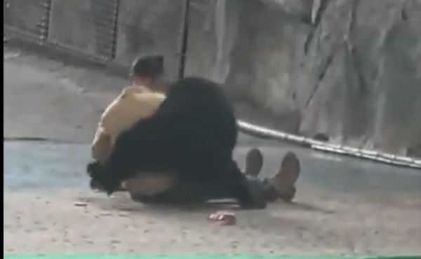 Urso ataca tratador durante show em parque na China; assista