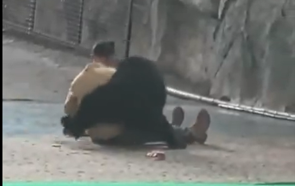 Urso ataca tratador durante show em parque na China; assista