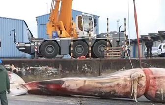 Baleia gigante é retirada do mar após encalhe na costa da Espanha