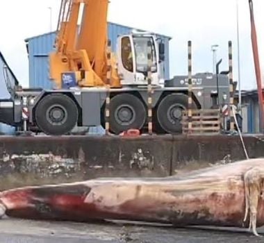 Imagem - Baleia gigante é retirada do mar após encalhe na costa da Espanha