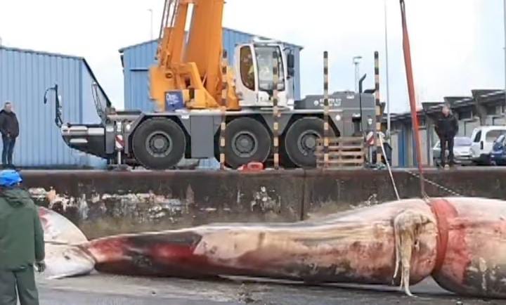 Imagem - Baleia gigante é retirada do mar após encalhe na costa da Espanha