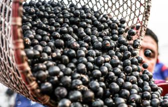 Fundo Amazônia vai destinar R$ 96,6 milhões para cadeias produtivas de florestas