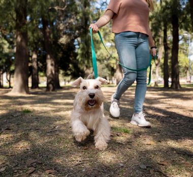 Imagem - Altas temperaturas exigem cuidado redobrado na hora de passear com animais, alerta especialista